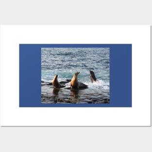 Sea Lions, marine life, wildlife, gifts, Feeling Good Posters and Art